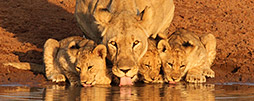 Botswana Rundreisen & Safaris