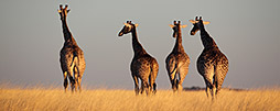 Tansania Rundreisen & Safaris
