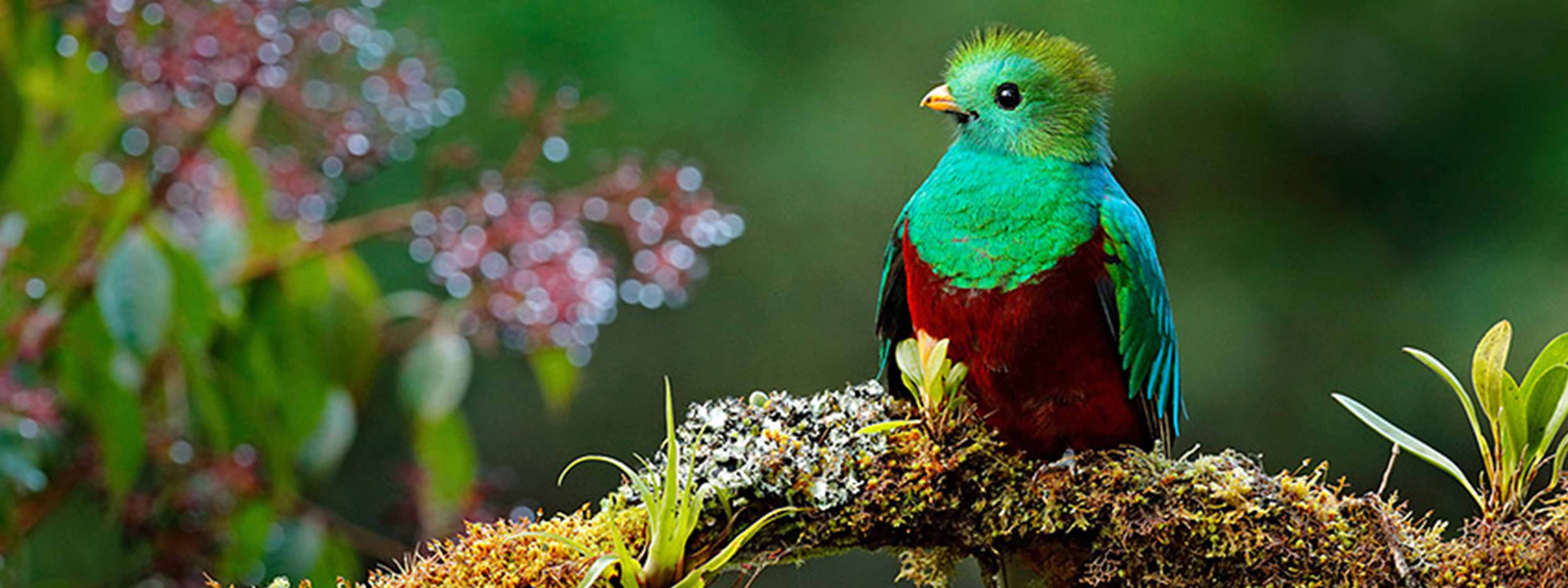 Quetzal Costa Rica Vogel