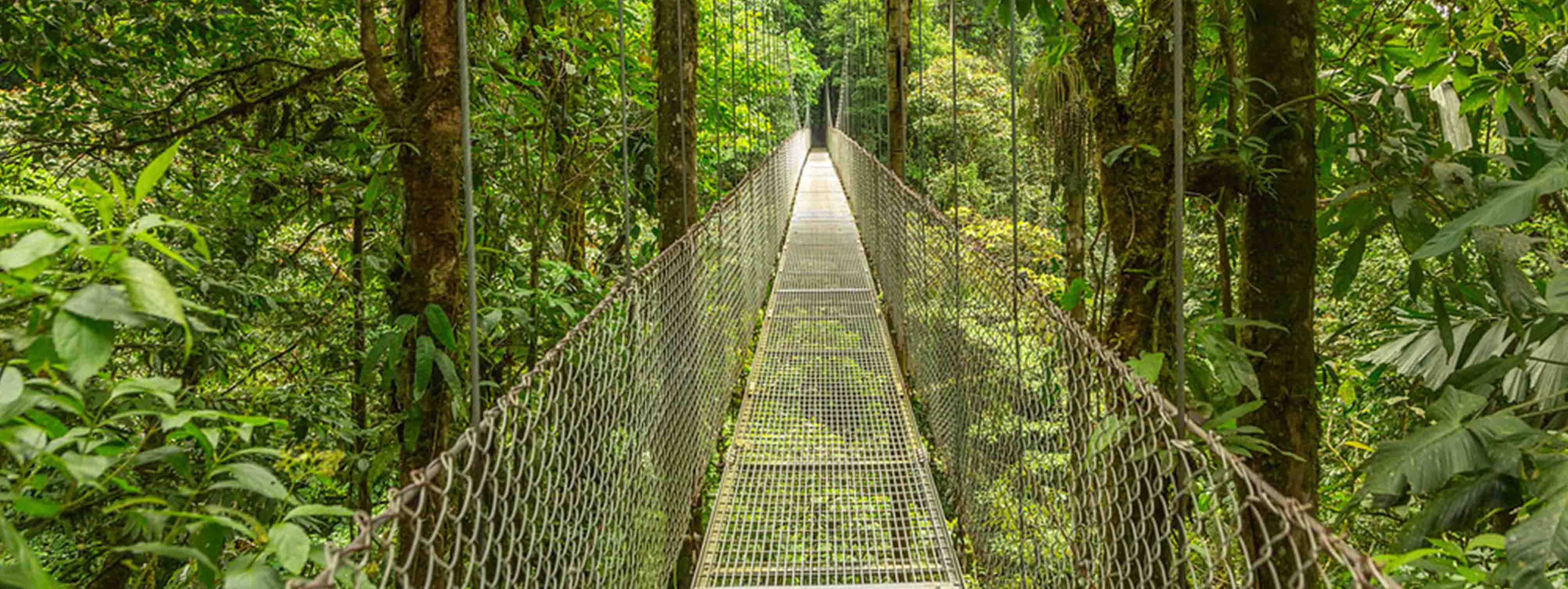 Monteverde Wald Costa Rica