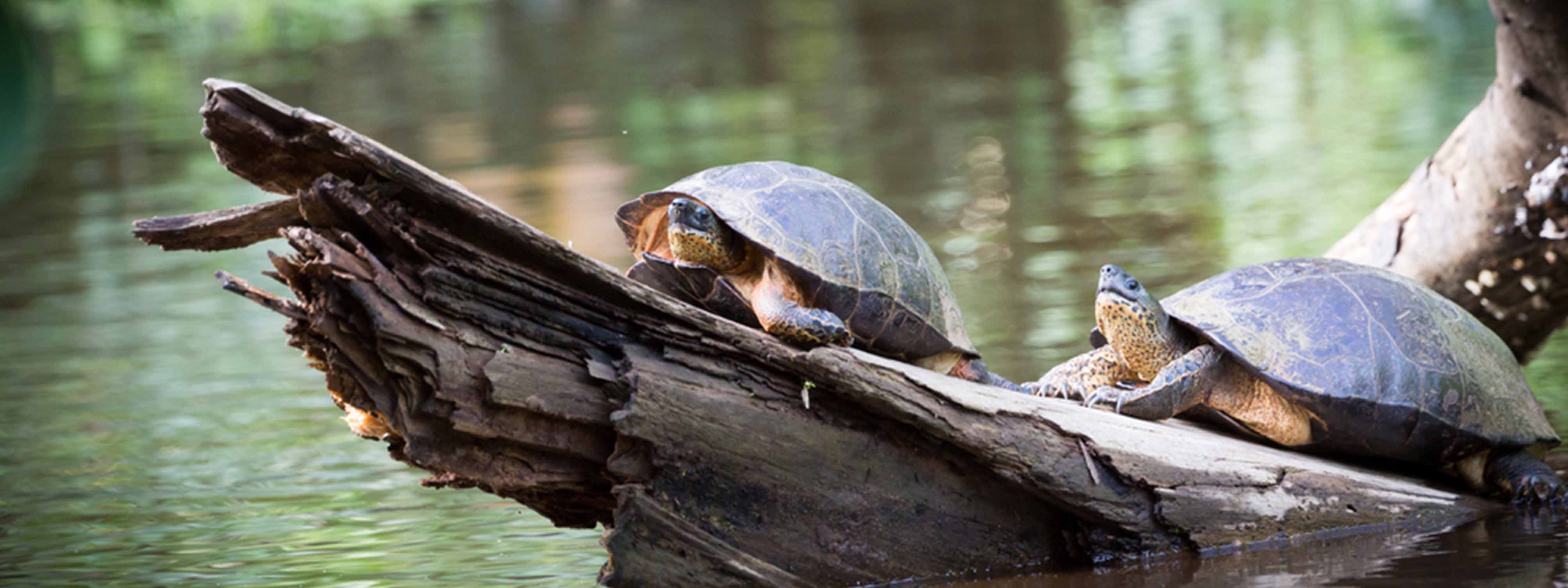 Schildkröten im Tortuguero Nationalpark