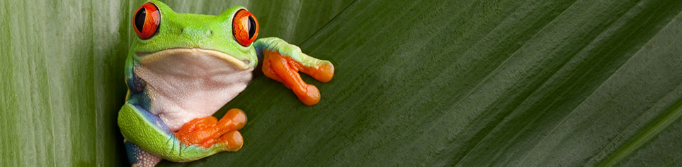 tierwelt-costarica