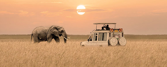 Entdecken Sie die Schönheit von Fauna und Flora an den Top Destinationen für Safaris!
