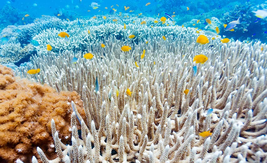 Korallen - kein Souvenir