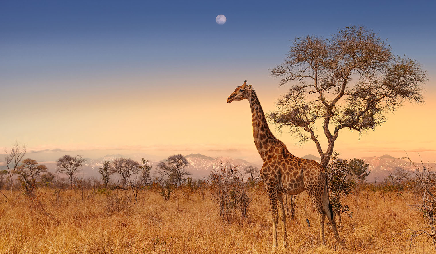 Giraffe im Krüger Nationalpark