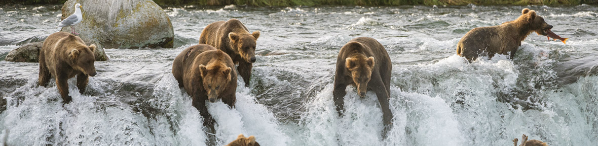 Alaska Reisen Spezialist Schweiz